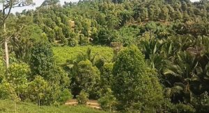 Keindahan Danau Alagut Di Desa Maninili Barat