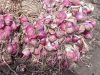 Wadah Ketahanan Pangan Indonesia Genjot Produksi Bawang Merah
